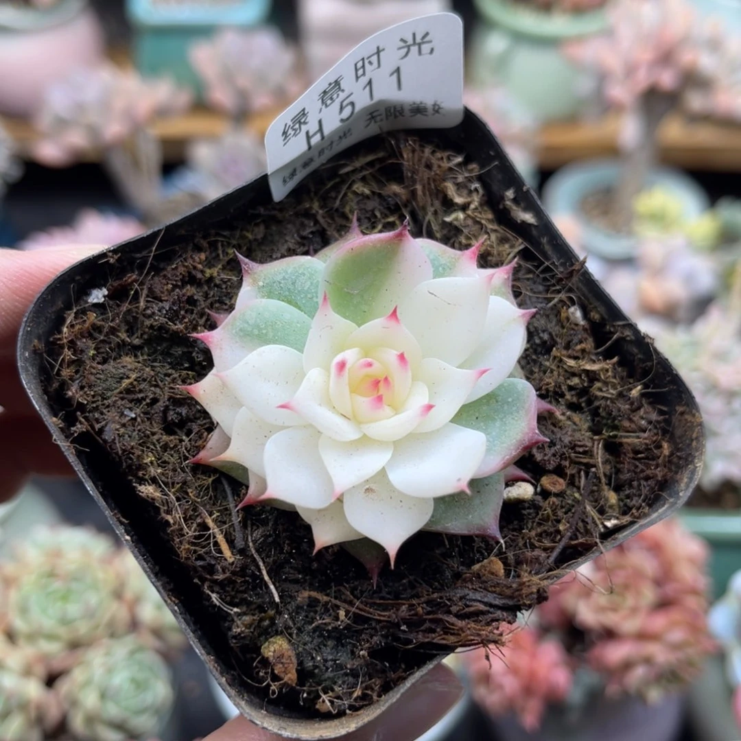 开**鱼511 带陶瓷盆发货 满28包邮