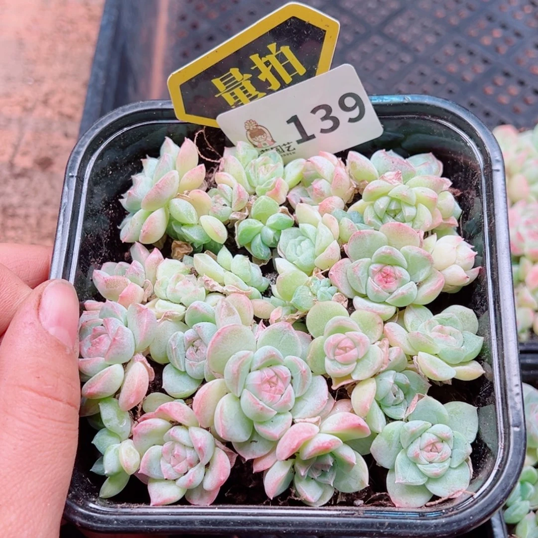 多肉植物多肉植物