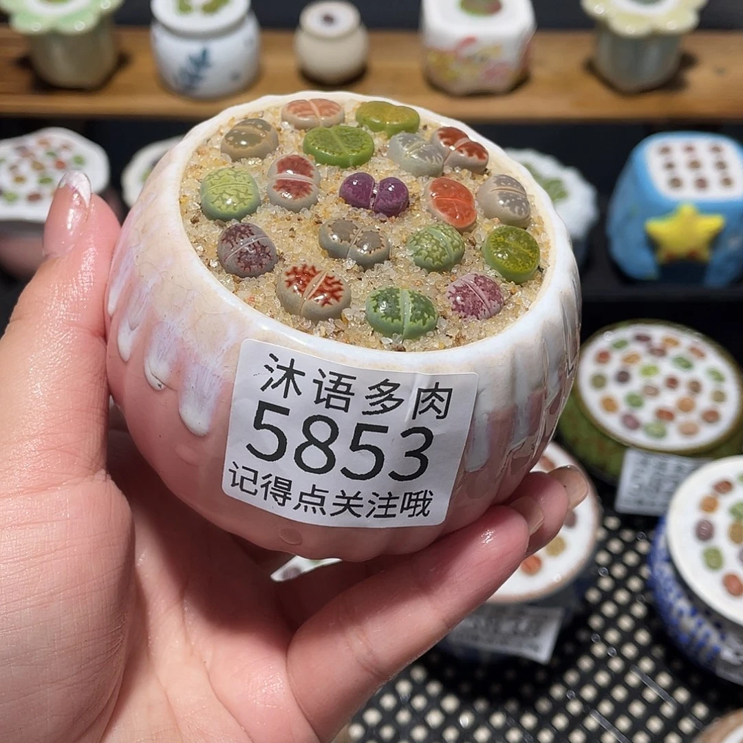 带盆土植物 一物一拍5853
