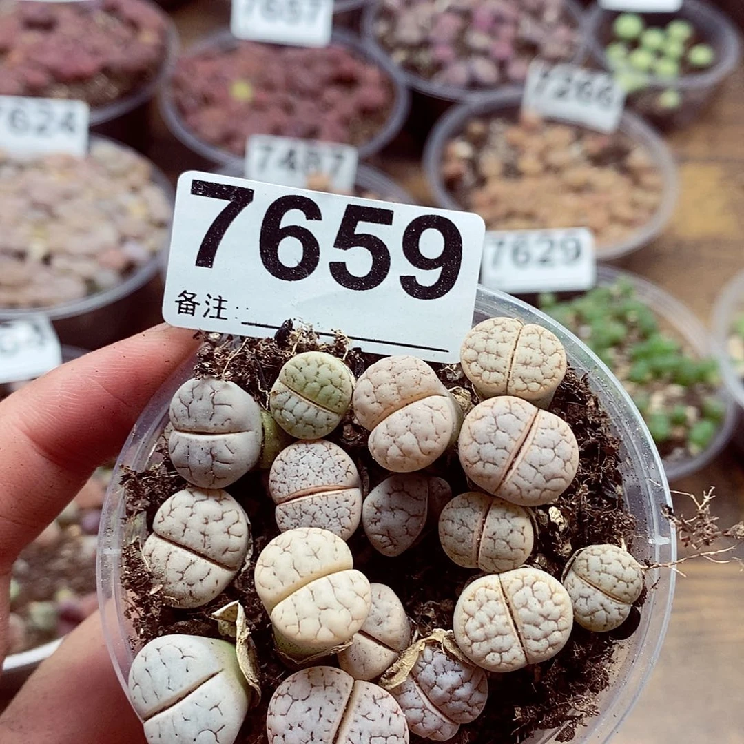 7659荒混啊啊啦啦啦