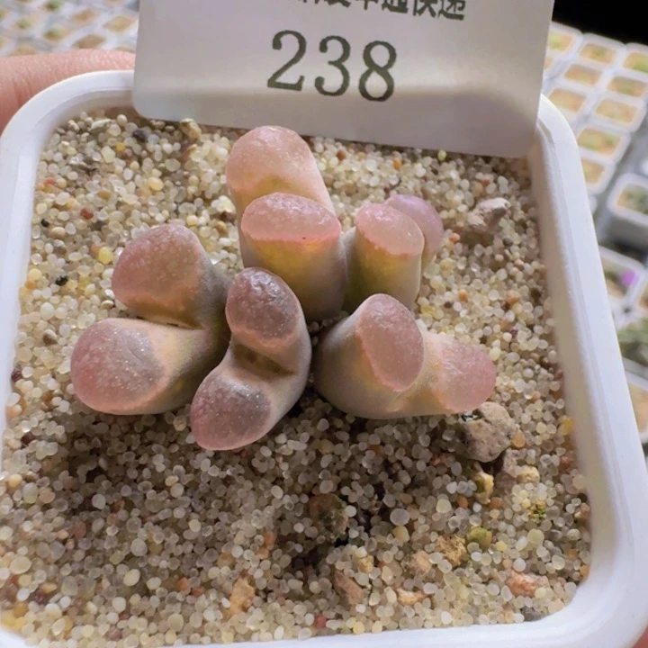 238。