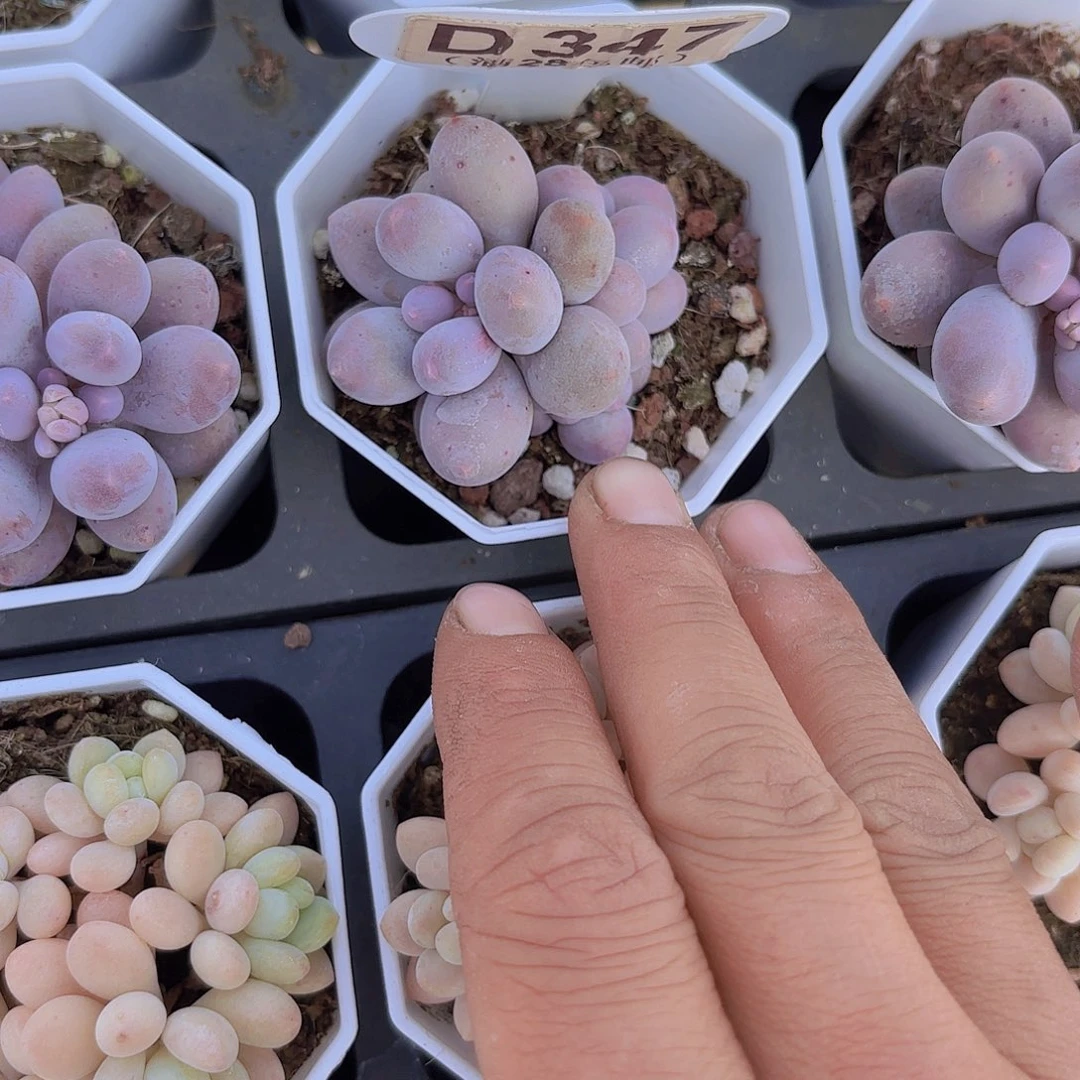 D347汤圆一物一拍