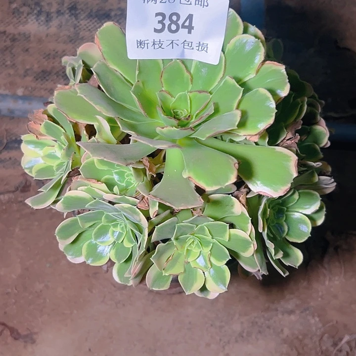 384特斯拉多肉植物