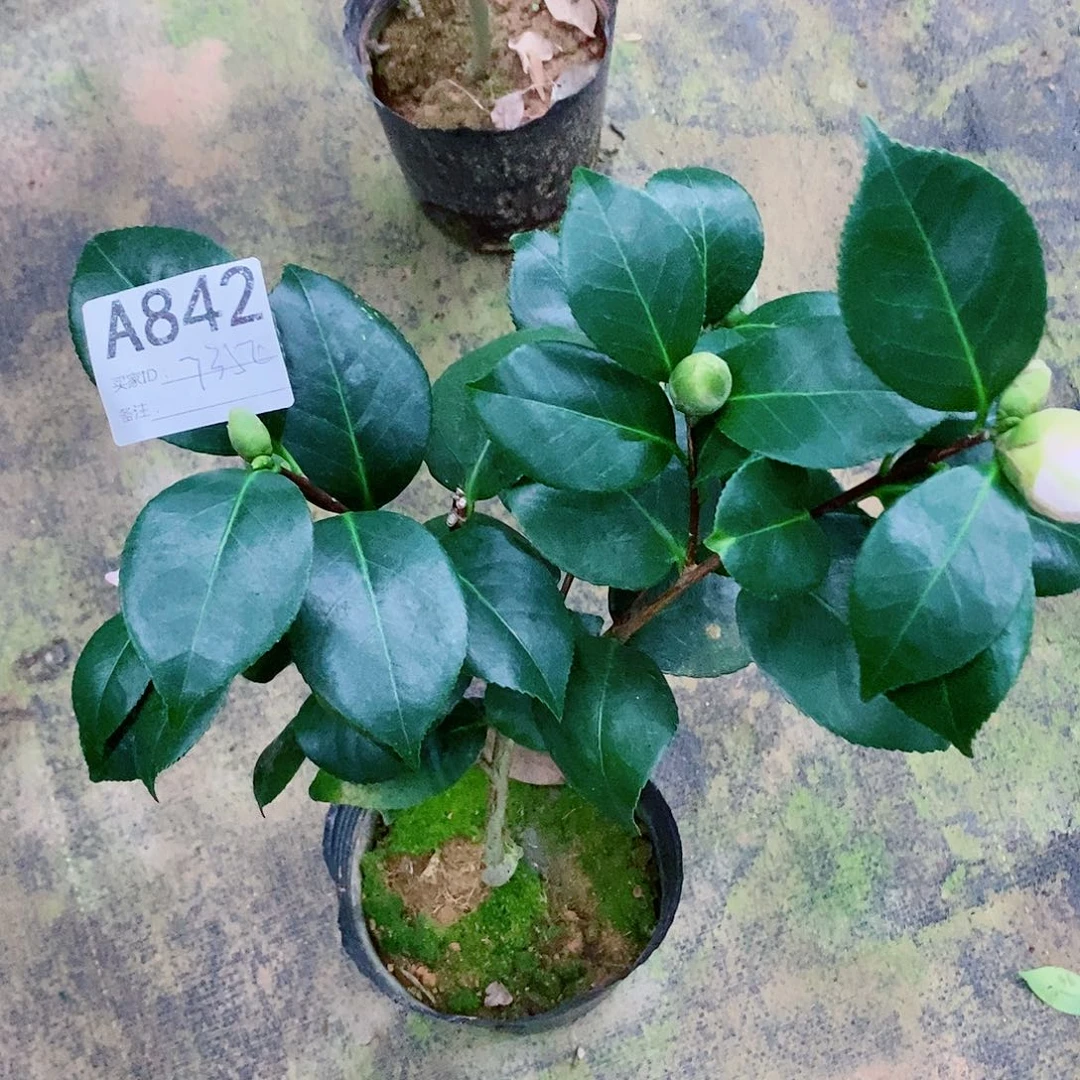 无花朵茶花盆栽7354