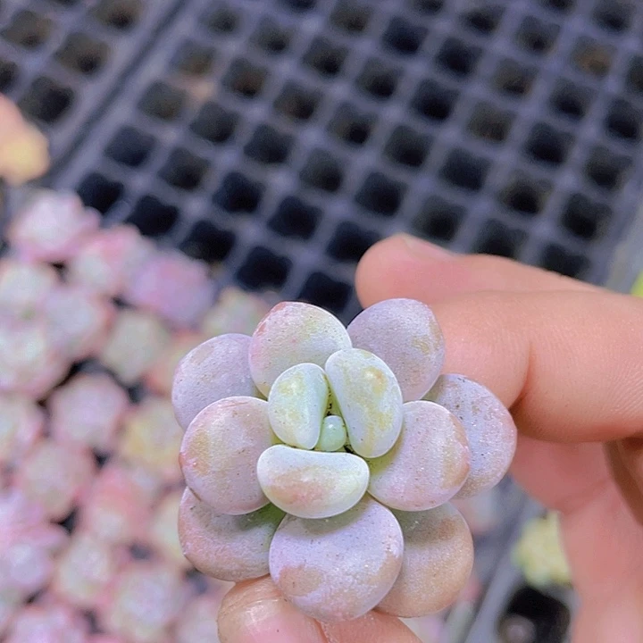 香水洛神【满10颗包邮】