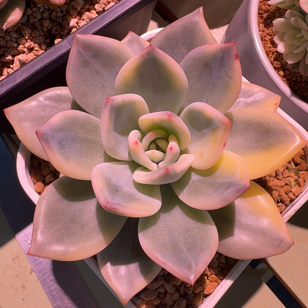 伊丽莎白锦，锦上园艺一物一拍