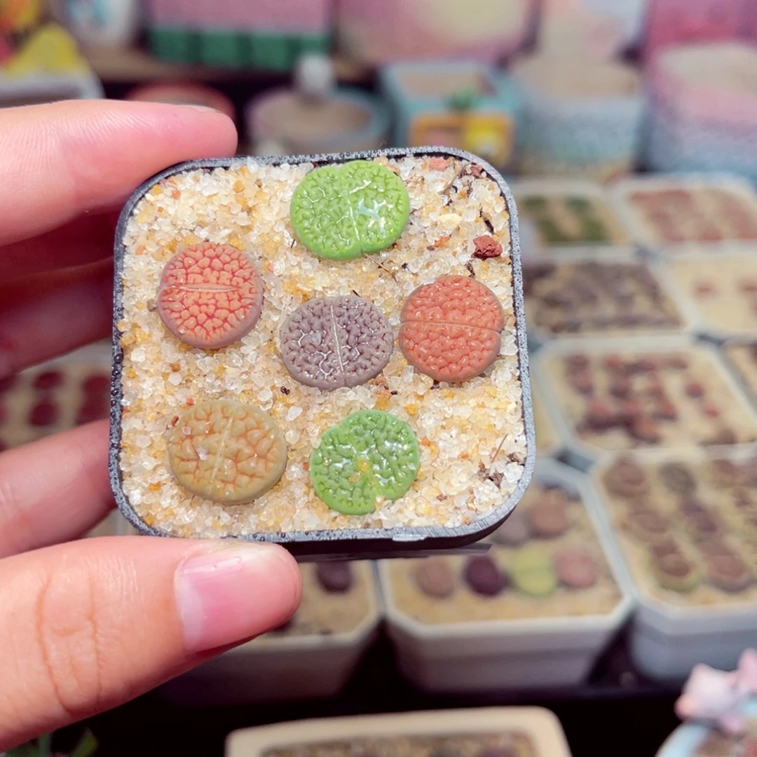 37号带盆包邮发货