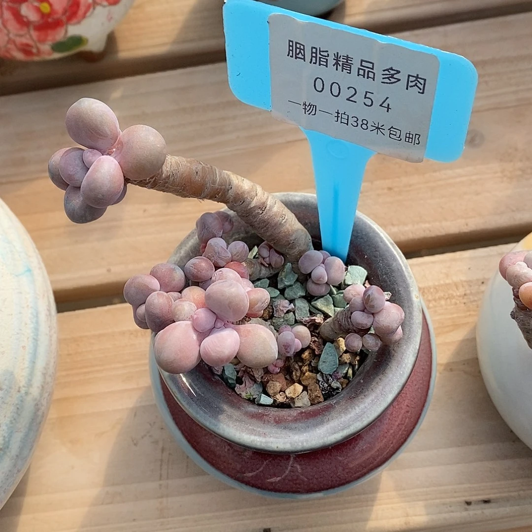 254投诉咯哦哦么魔芋我