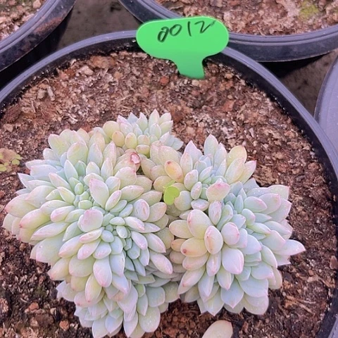 一物一拍星影缀化