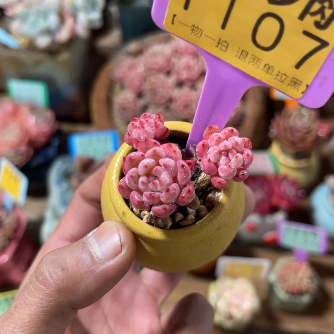 云尘多肉一物一拍不含盆1107