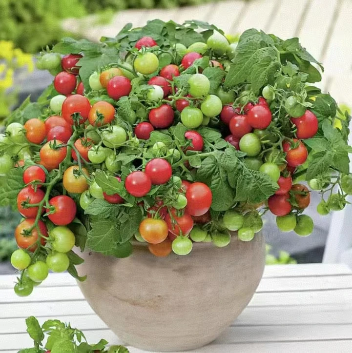 矮生番茄种子阳台蔬菜可观赏食用小番茄种子