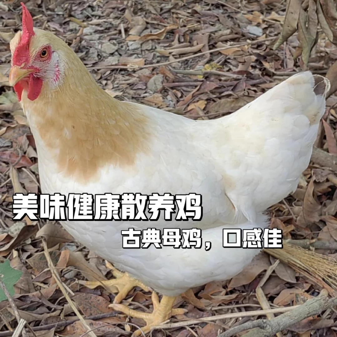 【小院山货】深山散养古典鸡老母鸡新鲜土鸡跑山鸡现杀顺丰包邮