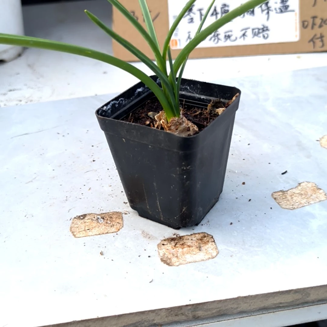 满6元包邮，兰花一盆