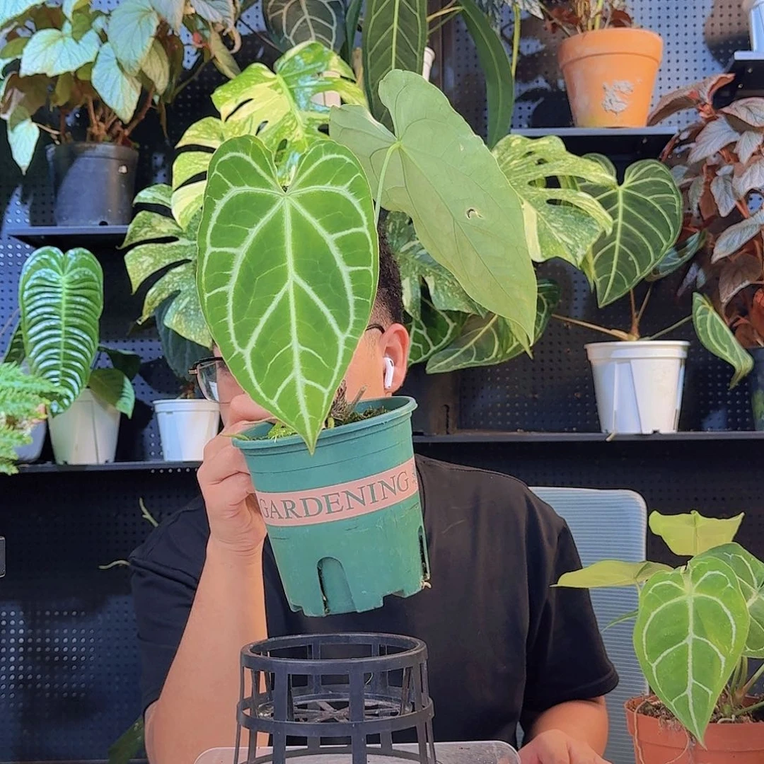 9***7完全开放一物一拍C42