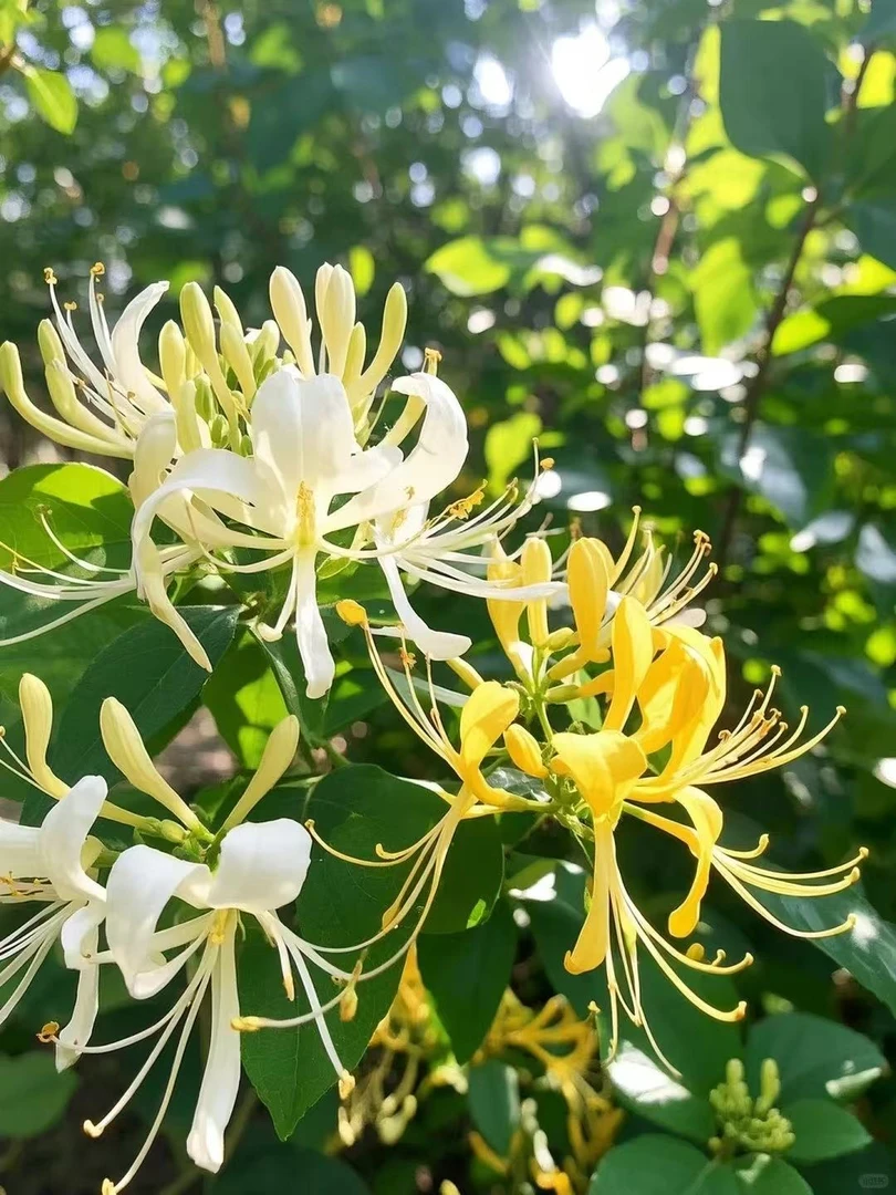 金银花多彩红色多次开花带香味可泡茶南北方均可四季