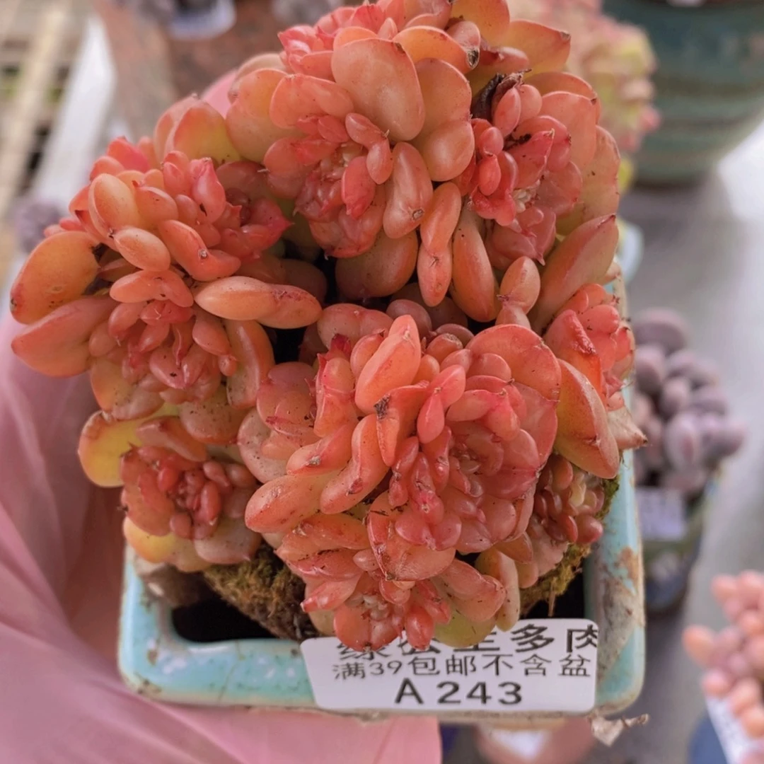 蜡牡丹8cm243多肉植物