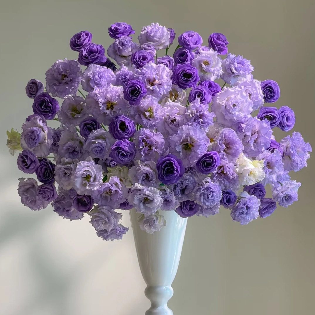 【洋桔梗大全】新疆西藏全国发货/包邮