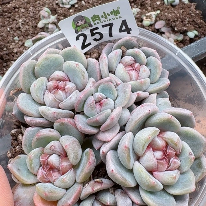 多肉植物多肉植物