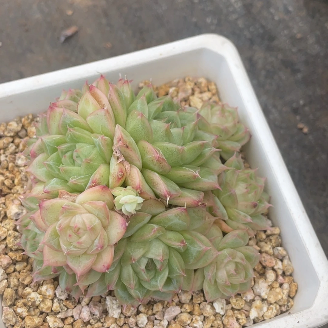 麦秆暗纹小脸群生