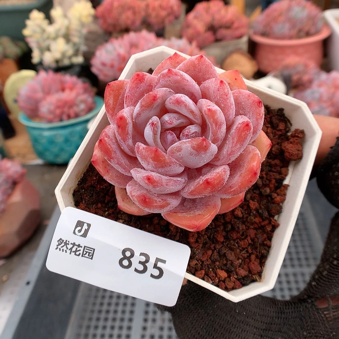 835粉影多肉植物66