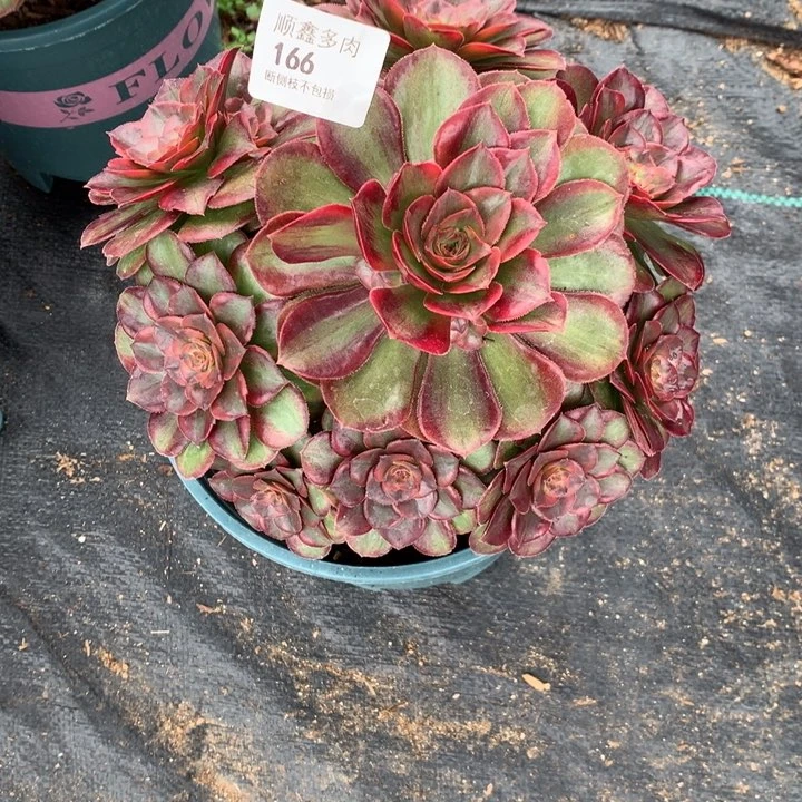 166火狐多肉植物