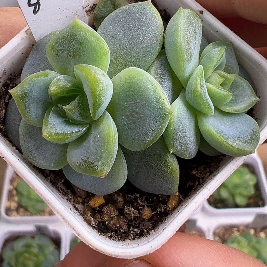 877甜心双头 福利。