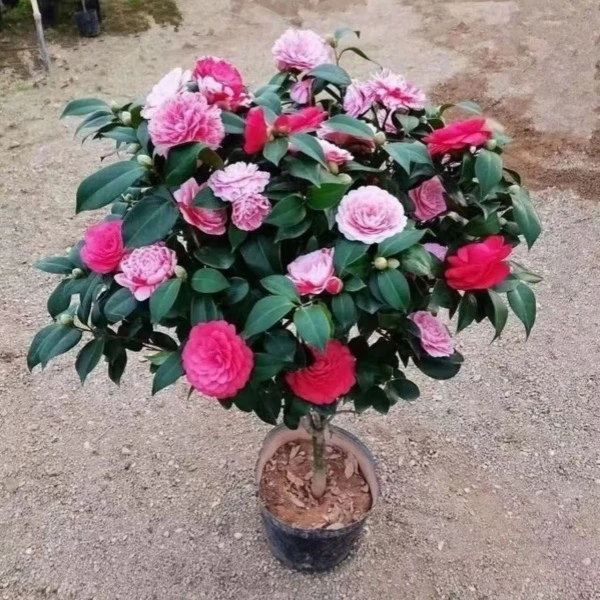 茶花特惠两颗高度45到60带花苞