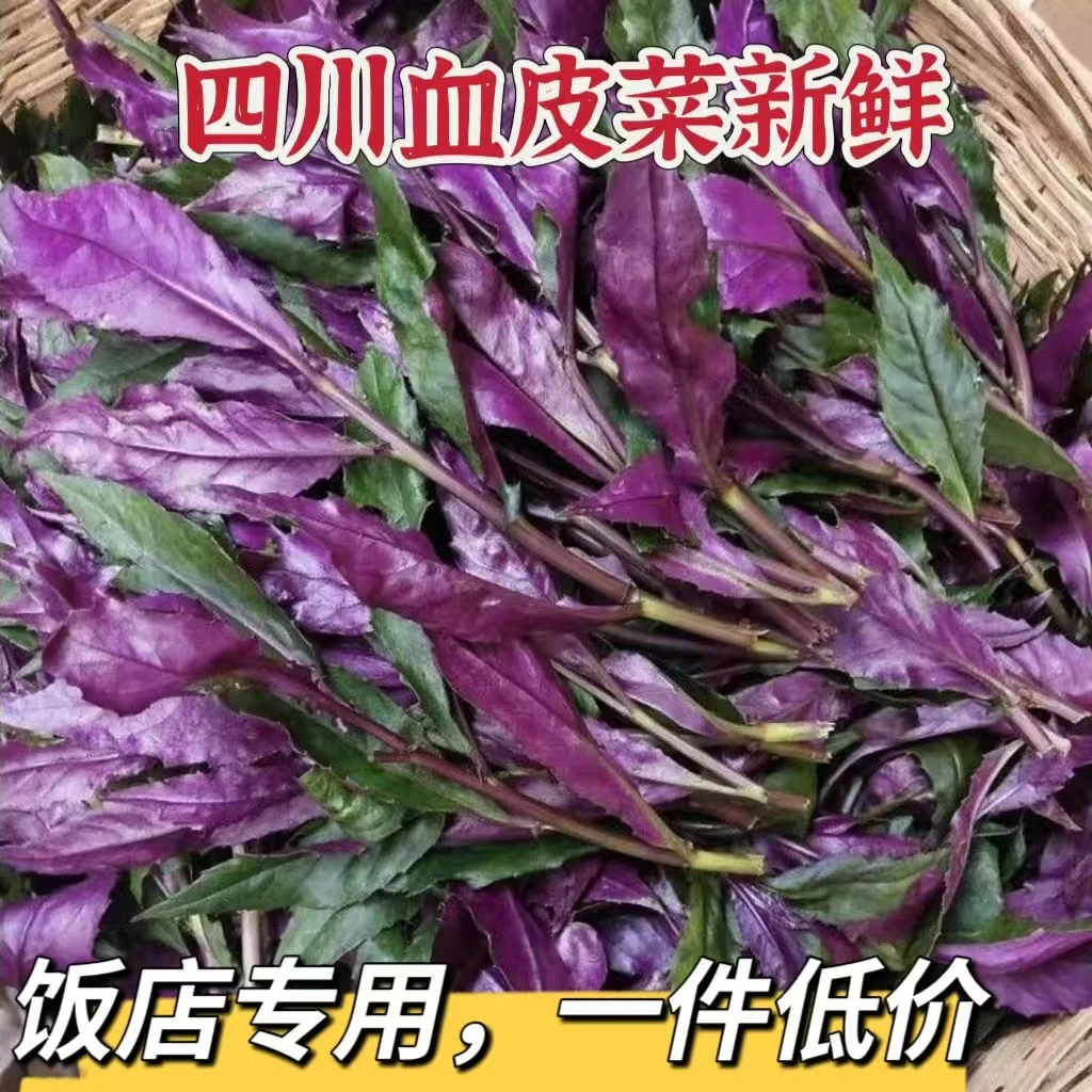 【现货】四川特产血皮菜可食用紫背菜蔬菜观音嫩叶2/4斤装包邮