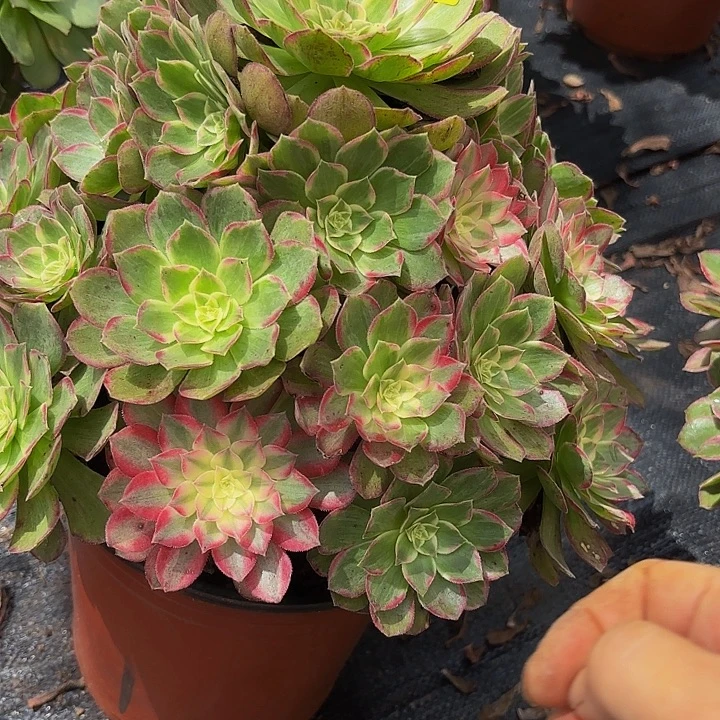 多肉植物福利059个
