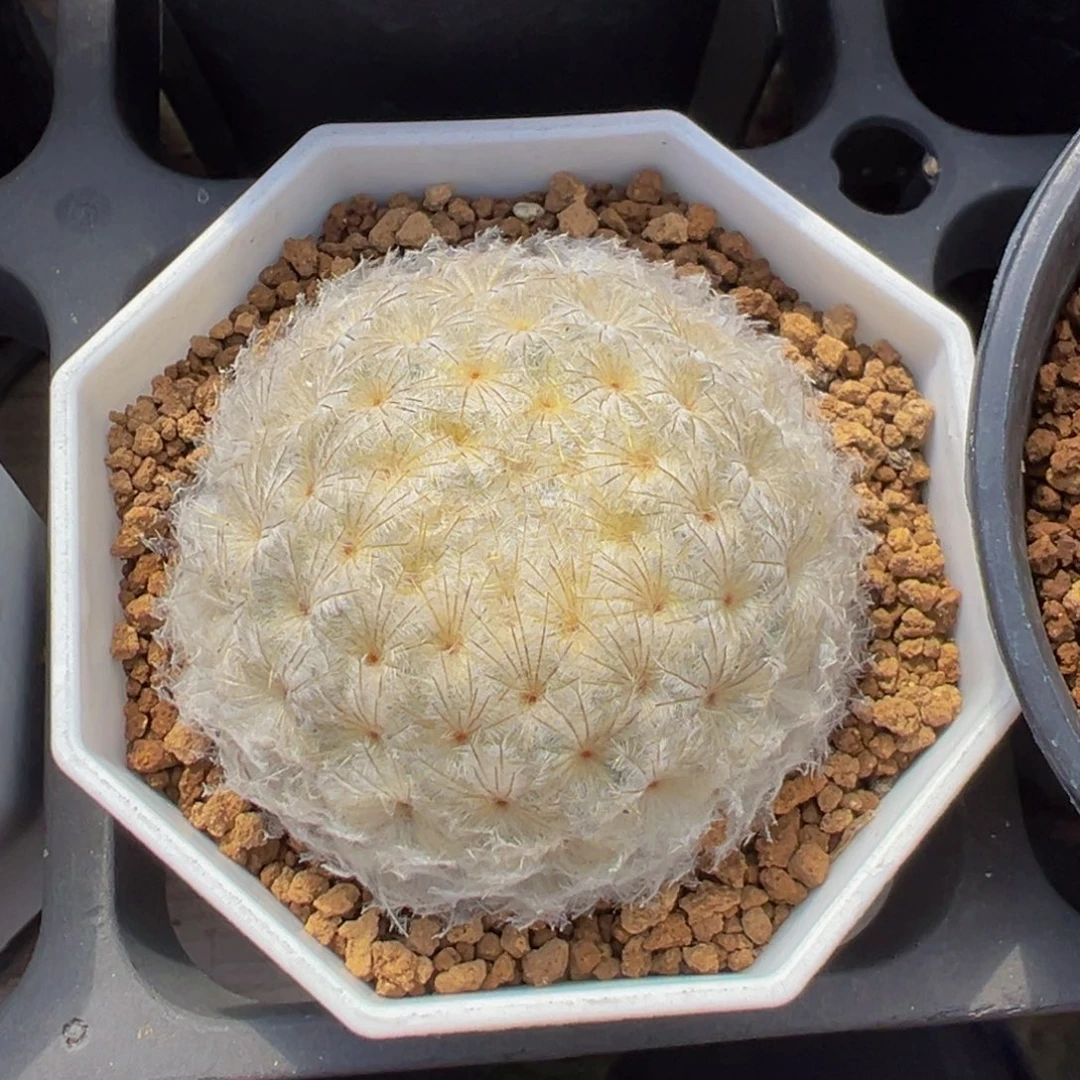 实生根白星多肉植物带盆土