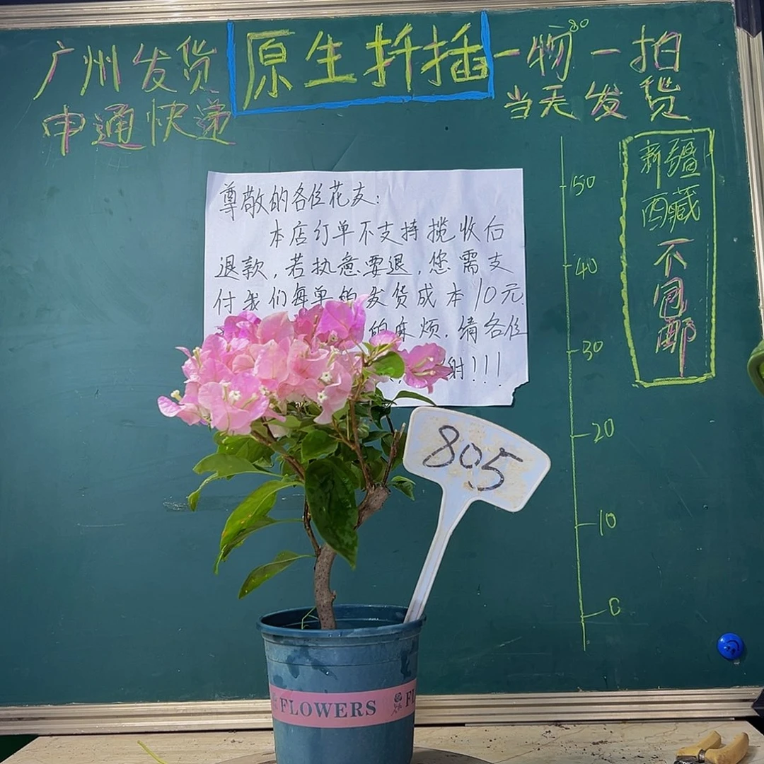 当前无花栽培后可以开花  造型杆 广红樱 805