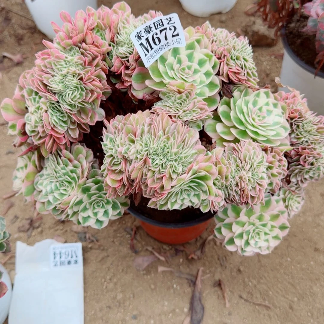 荔枝缀化672冠幅30  送467小倾城
