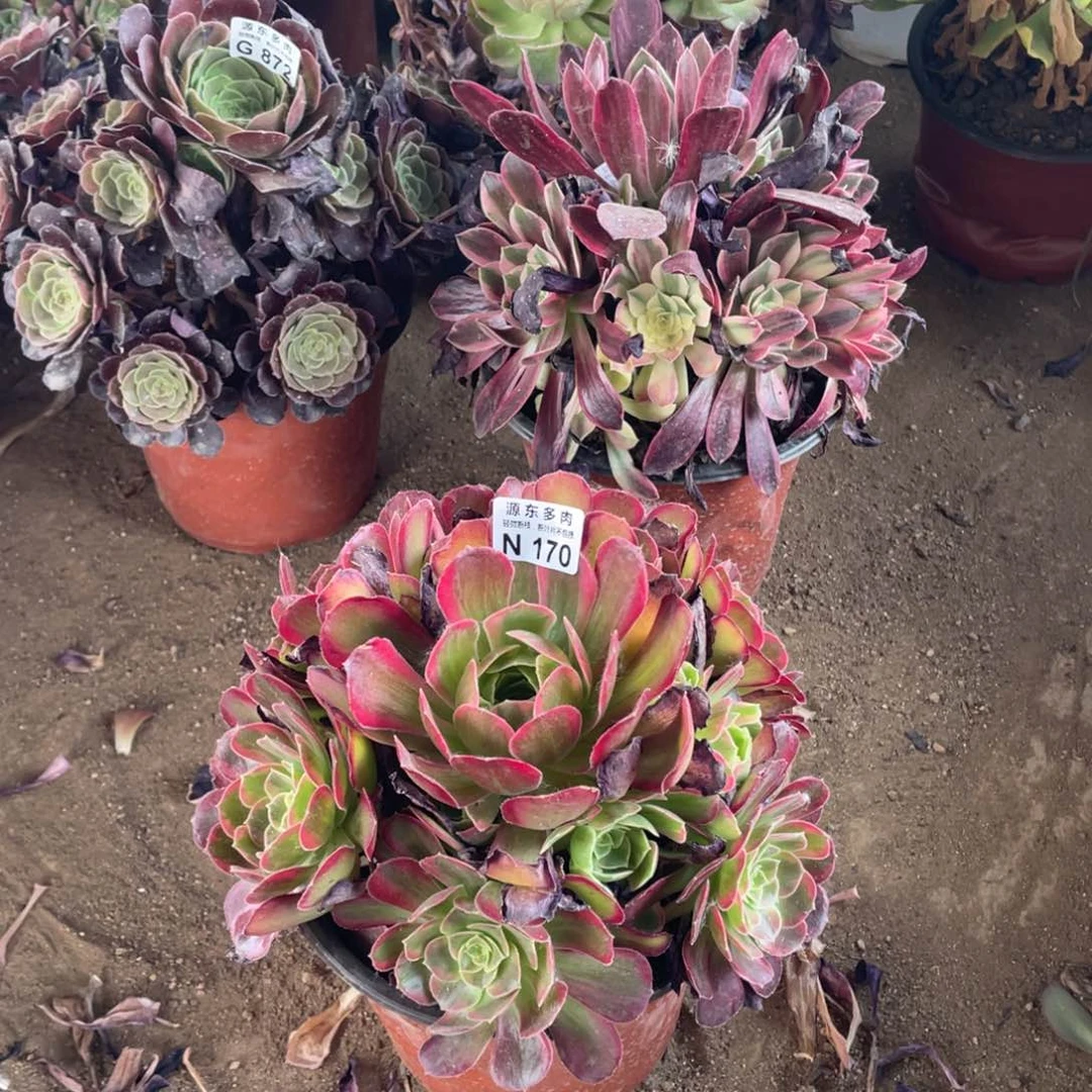 170安娜多肉法师断枝不包