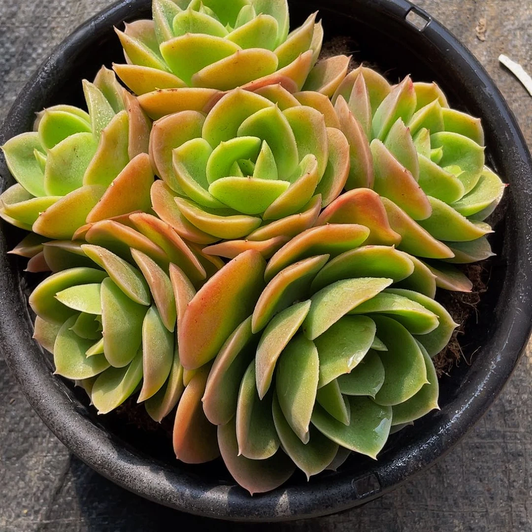 爱**?辛纳塔多肉植物群