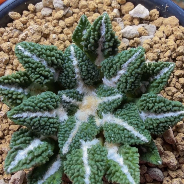 天花板级的颗粒黑牡丹