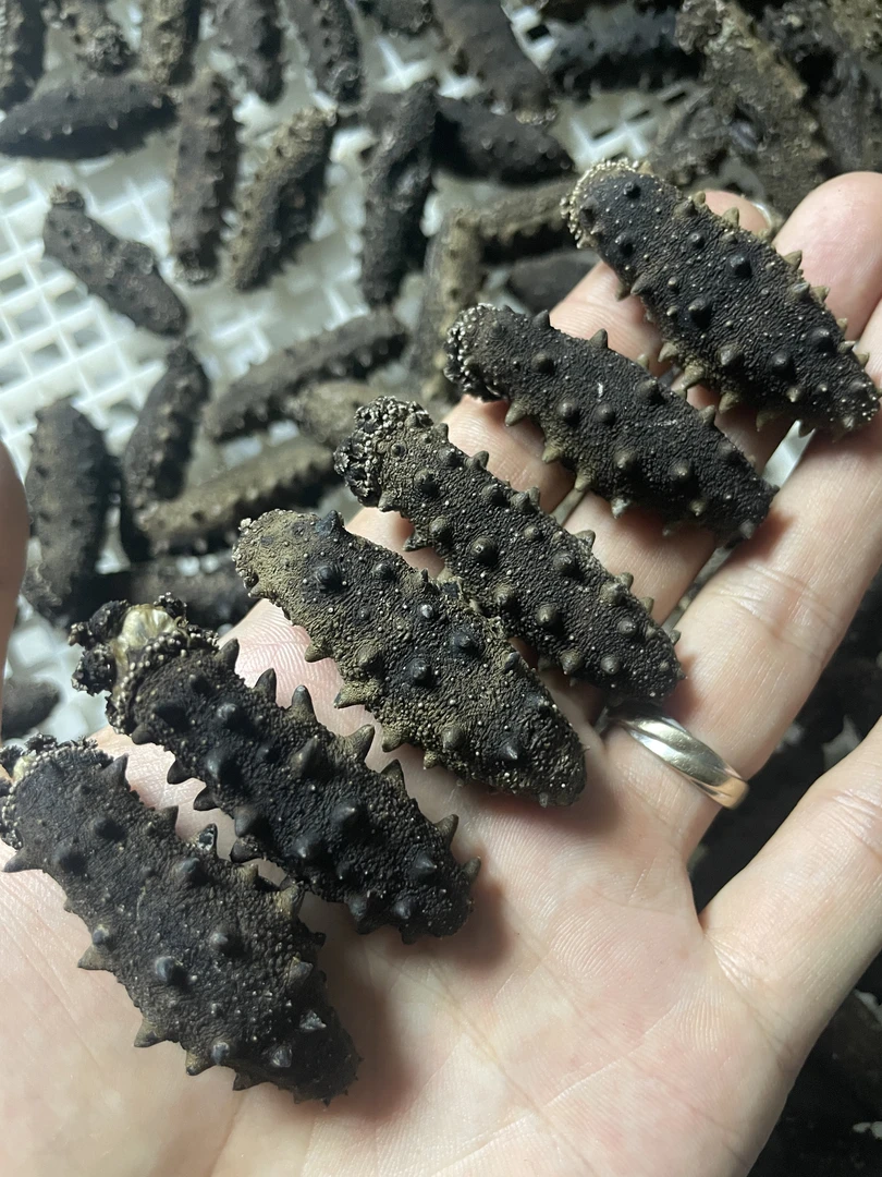 深水海参高涨发淡干海参短粗钝刺足干琥珀开口