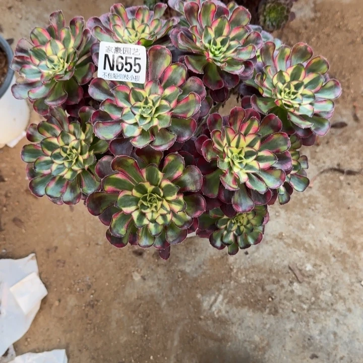 655冰激凌官服25左右2