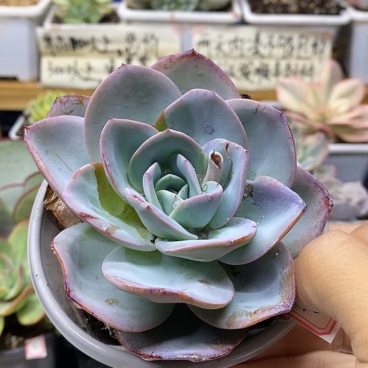 0270 布鲁兰多肉