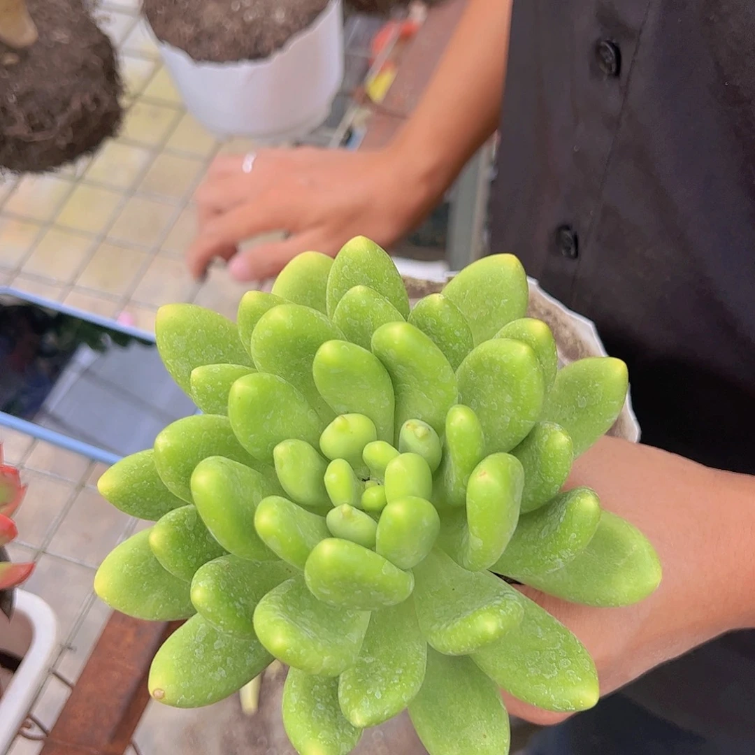 金蝉 大单头 多肉植物