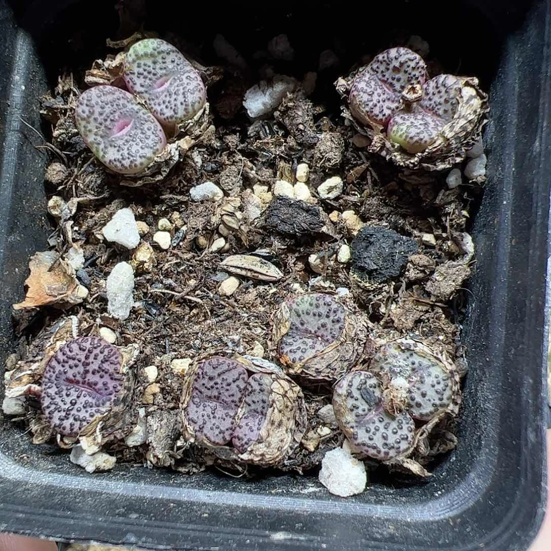 【闪购商品】282 清盒