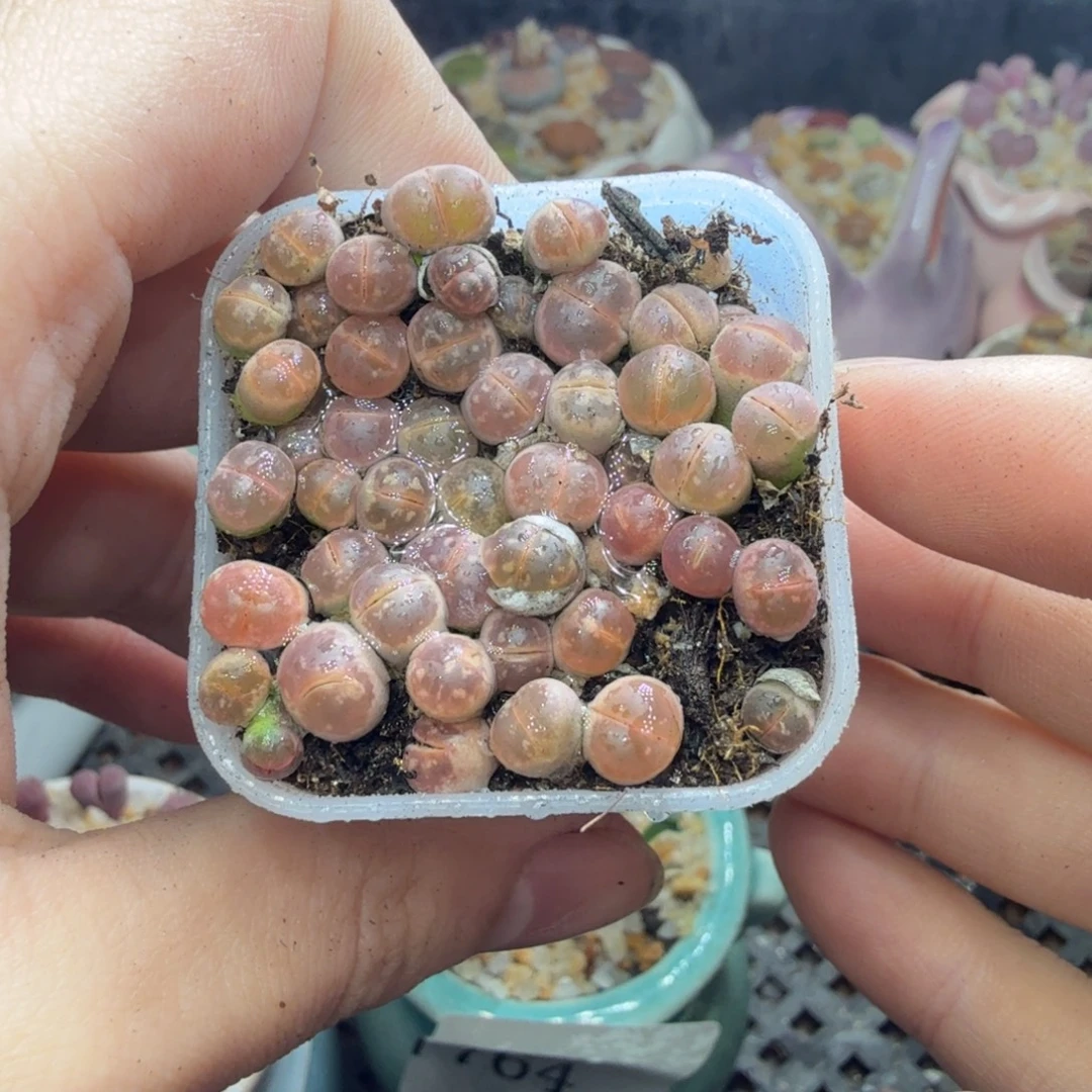 多肉葡萄的季节性和797