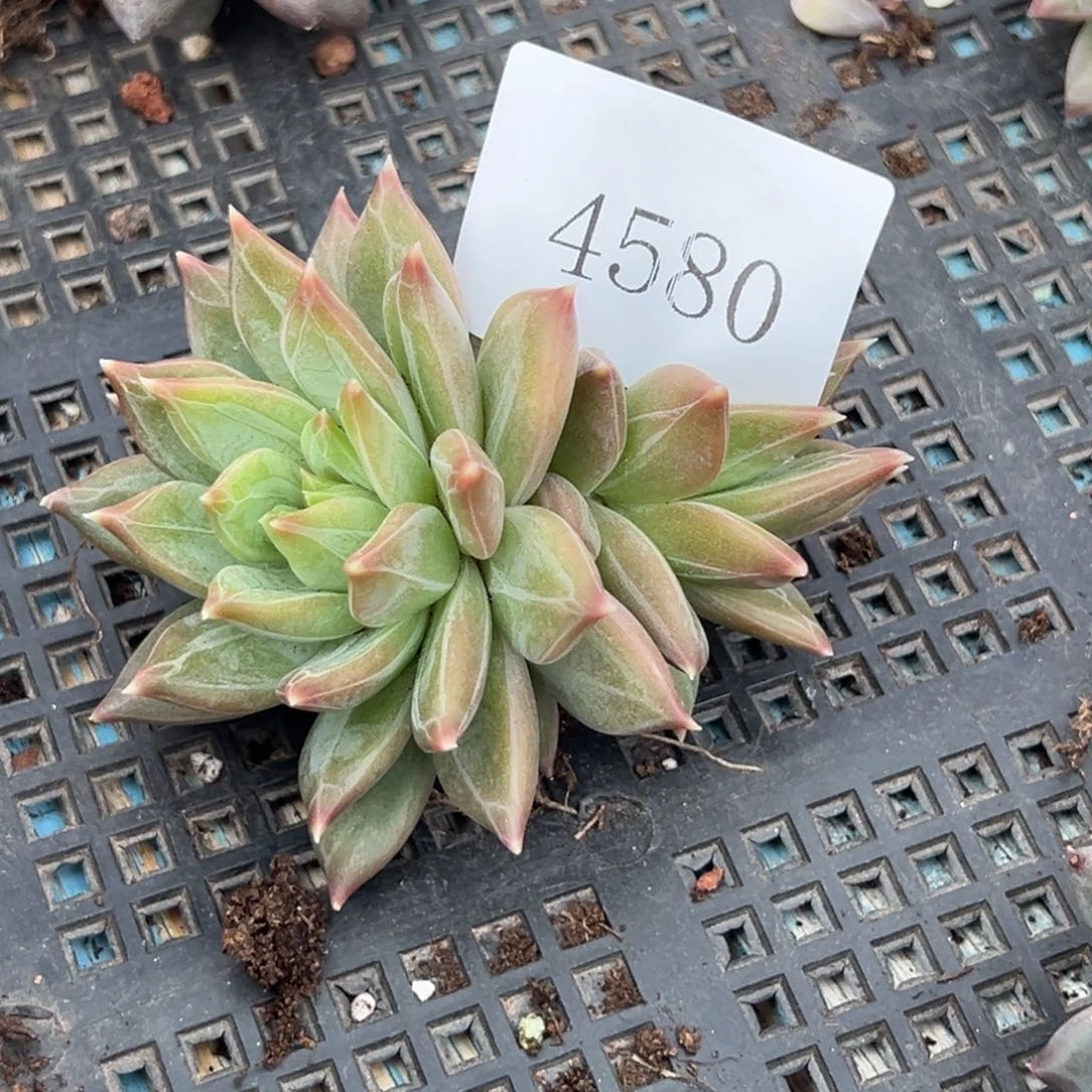 4580多肉多多多多多多