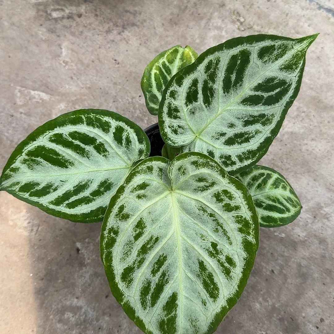 不开花植物银刷子一物一拍D110