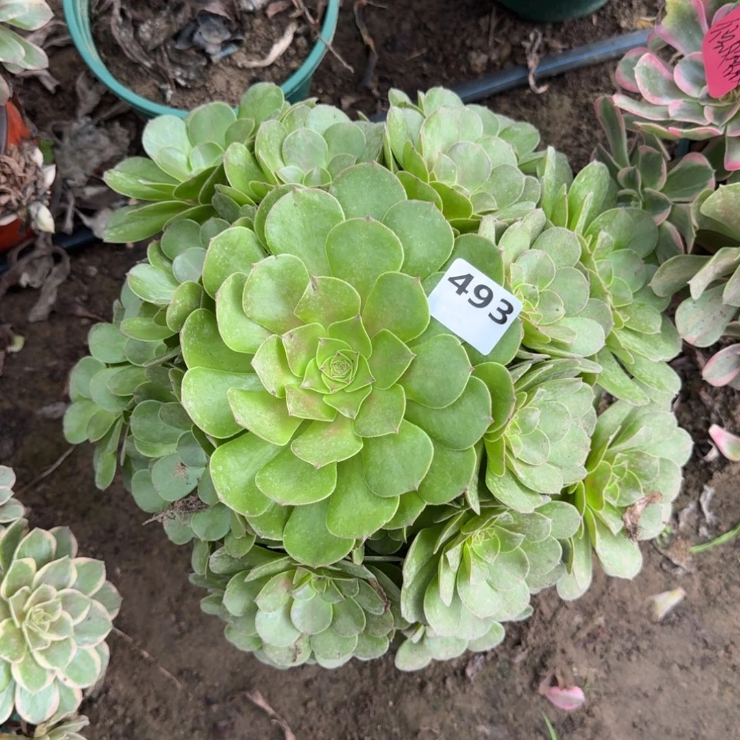 17-33 法师万圣节493