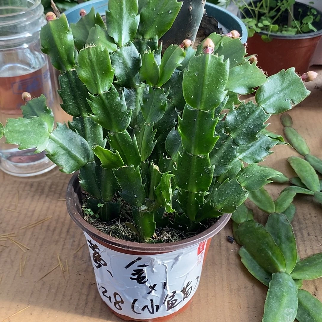 全部花朵黄金索菲亚小盆福利