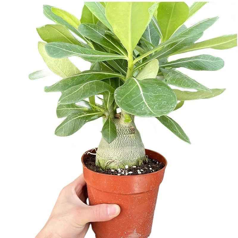 沙漠玫瑰花盆栽四季开花好养花卉适合植物宝宝室内外阳台盆景种植
