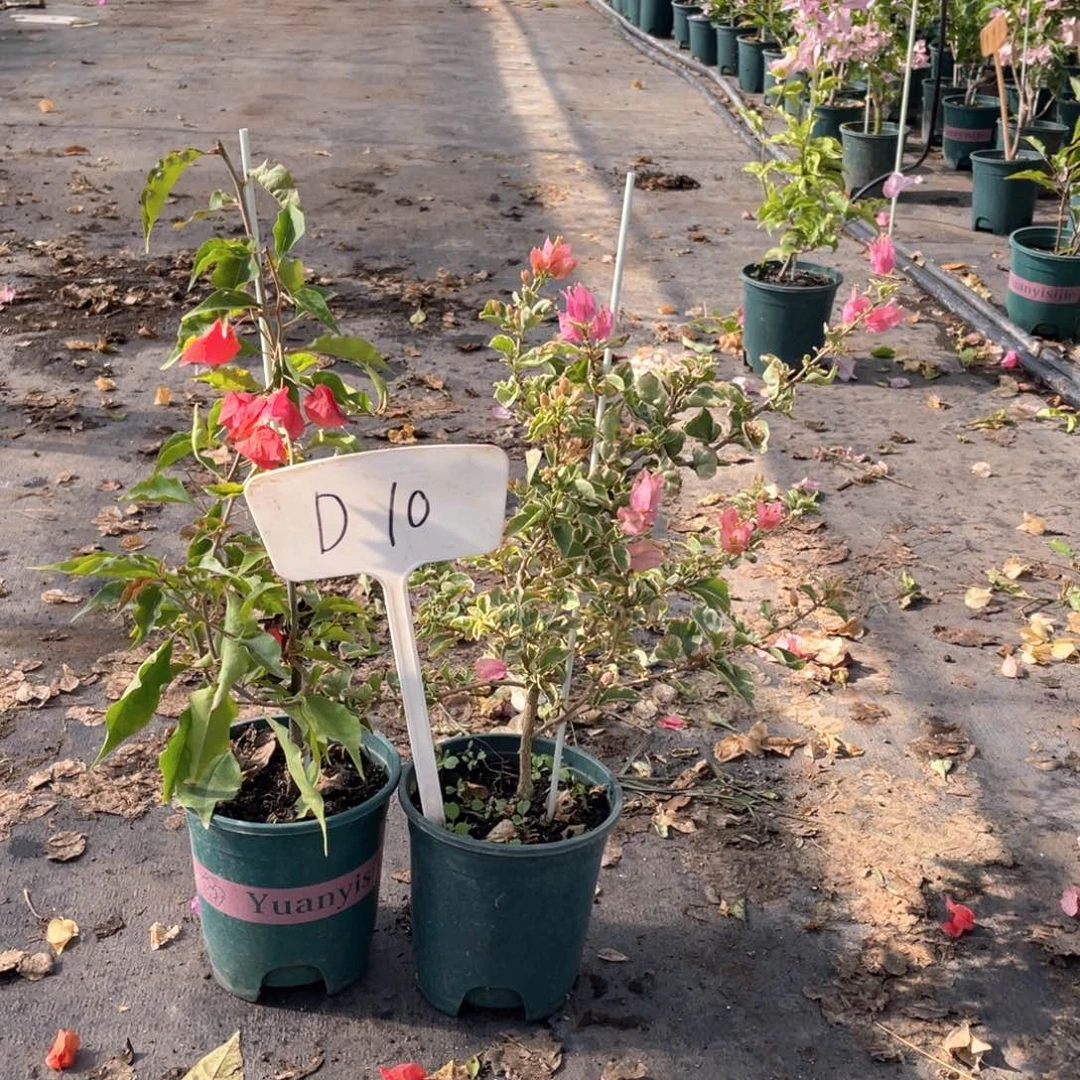 花***财全部花朵少女心+热火桑巴D10