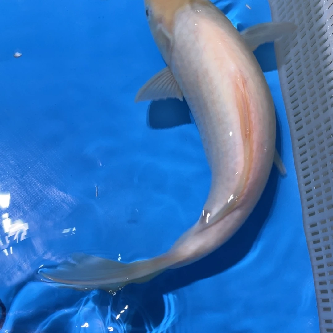 锦鲤蝴蝶锦鲤锦鲤包邮