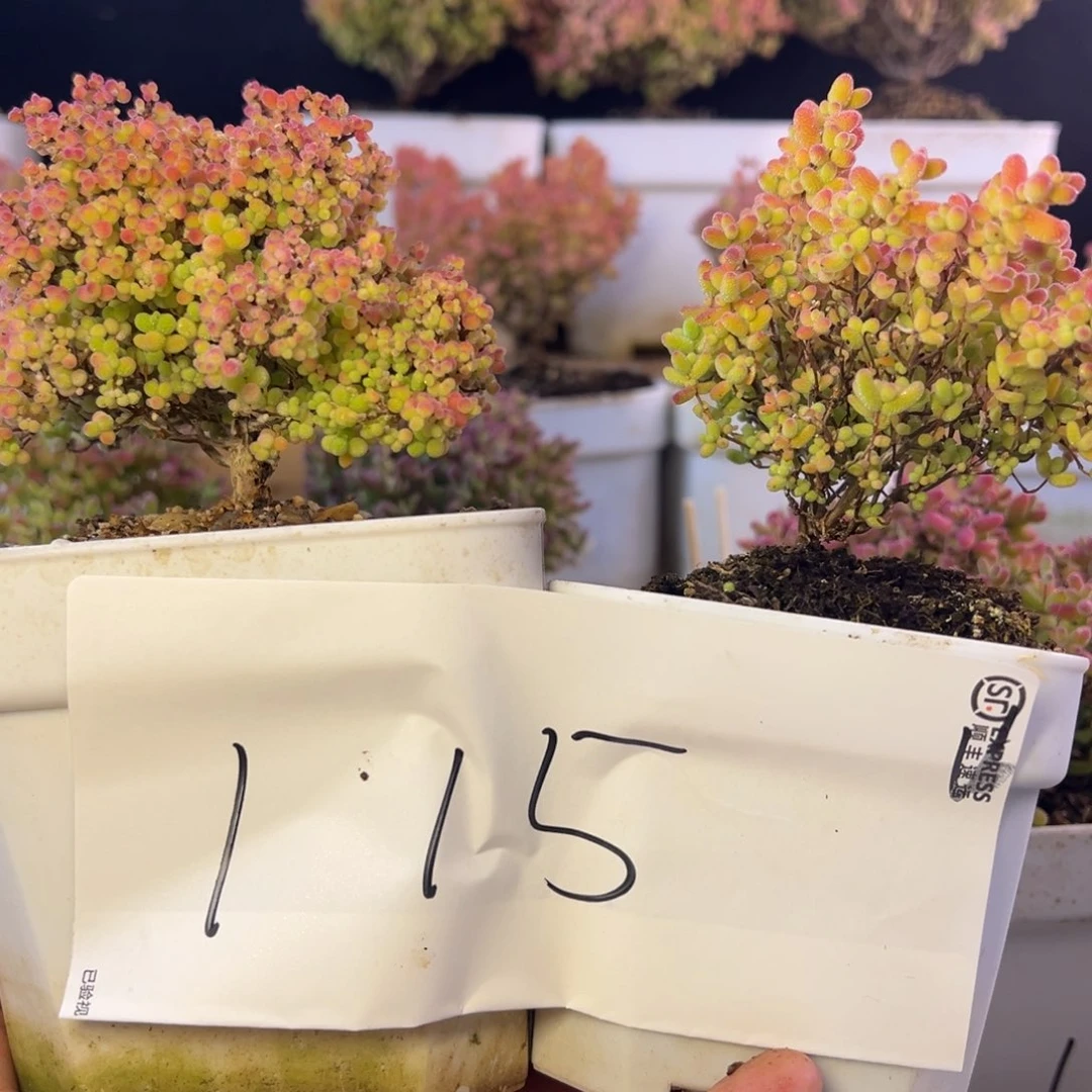 小明老桩蜜橘普通蜜橘115➕小惊喜