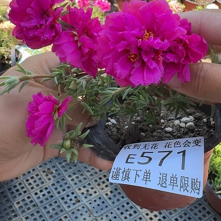 无花朵E571超小苗盆口10cm